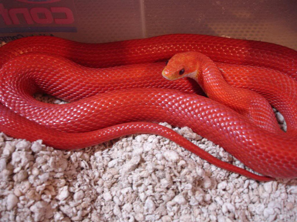 bloodred-corn-snake – Muži v Česku