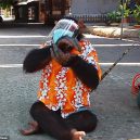 Nevinná zábava, nebo týrání zvířat? Na thajskou zoo se po zveřejnění videa s šimpanze v roušce snesla vlna nenávisti - 27212860-8220743-image-m-5_1586944586309